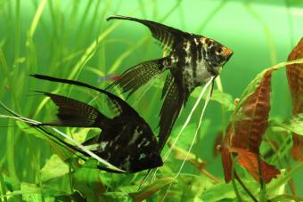 Pterophyllum scalare, angelfish or freshwater angelfish