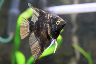 Aquarium Fish- Black Scalare in water