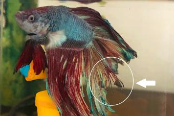 Fin Rot on Betta Fish