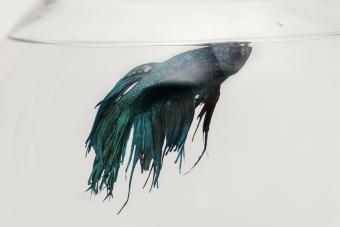 Sick betta fish on aquarium