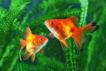 Goldfish background of aquatic plants