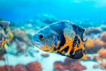 Oscar fish popular aquarium fish