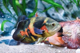 oscar fish in aquarium