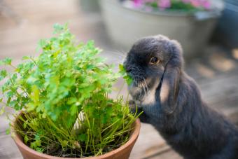 Mini lop eared rabbit eating herbs