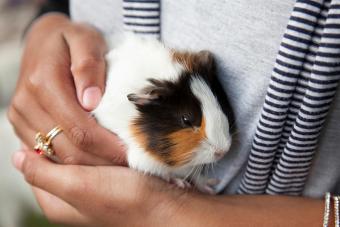 Woman holding guinea pig