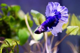 betta splendens Halfmoon betta