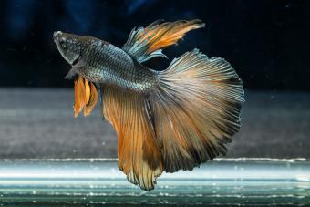 Bumblebee betta