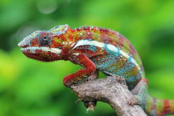 Multi-colored Chameleon sitting on branch