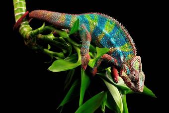 colourful panther chameleon
