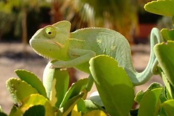 Chameleon Taking while sun