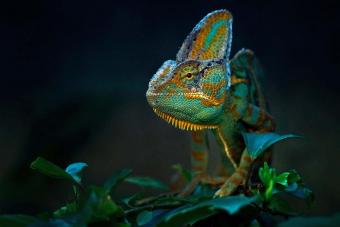 Chameleon On Plants At Night