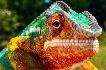 Close-Up Of Chameleon