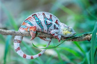 Chameleon On Branch