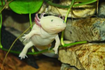 Axolotl Underwater