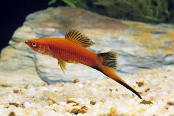 Red Wagtail Swordtail Fish, xiphophorus helleri wagtail