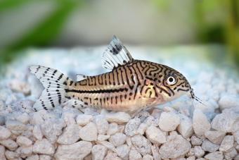 Leopard Cory Catfish