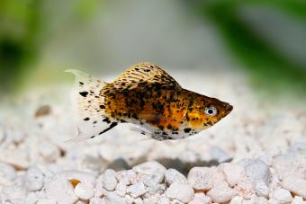 Dalmatian Molly Fish