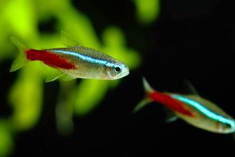 Neon Tetra Fishes