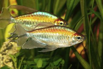 Congo tetra aquarium fish