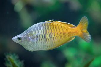Boeseman's rainbowfish (Melanotaenia boesemani)