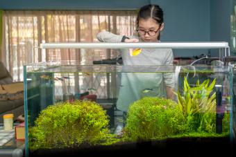 Girl feeding pet fish