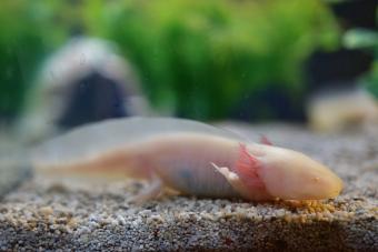 https://cf.ltkcdn.net/small-pets/images/slide/286047-850x567-white-albino-axolotl.jpg