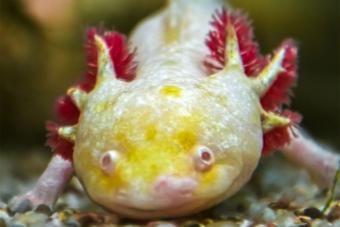 https://cf.ltkcdn.net/small-pets/images/slide/286048-850x566-golden-albino-axolotl.jpg