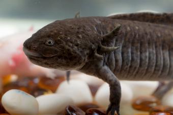 https://cf.ltkcdn.net/small-pets/images/slide/286050-850x566-melanoid-axolotl.jpg