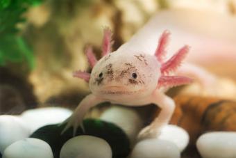 https://cf.ltkcdn.net/small-pets/images/slide/286053-850x566-speckled-axolotl.jpg