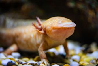 https://cf.ltkcdn.net/small-pets/images/slide/286061-850x566-copper-axolotl.jpg
