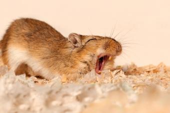 Gerbil yawning