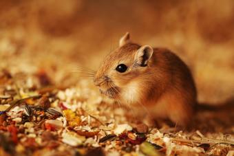 Close-Up Of Gerbil On Field
