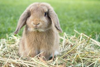 Dwarf rabbit in a green meadow
