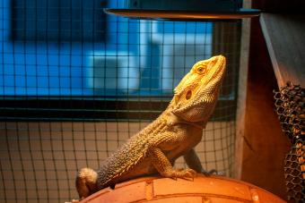 Beard dragon exotic get uvb vitamin from light