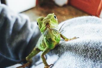 Water Dragon On Cropped Person