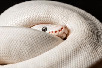 A coiled blue-eyed ball python