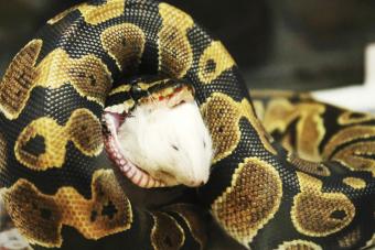Ball Python Swallowing Dead Mouse