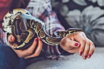 Young woman holding pet ball python