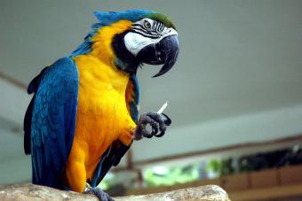 Gold And Blue Macaw Perching On Home