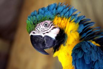 Close-up of a macaw