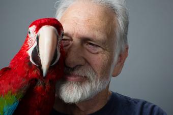 Red-and-green Macaw on Man's Shoulder