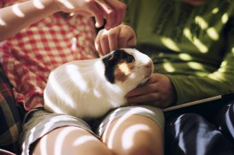 Two young girls petting a pampered pet guinea pig