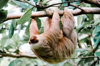 Sloth On Tree Branch