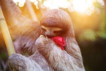 Happy, rescued Sloth
