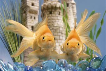 Two goldfish in bowl with castle