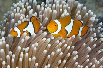 Two clown fish swimming