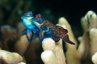 Mandarin fish at the moment of mating