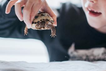 Boy holding tortoise