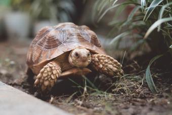 Sulcata Tortoise On Field