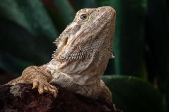 bearded dragon on trunk looking up